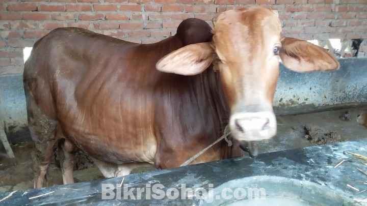 মোটা তাজা গরু দেখতে লাল পাইয় ২০০কেজি কুরবানির জন্য